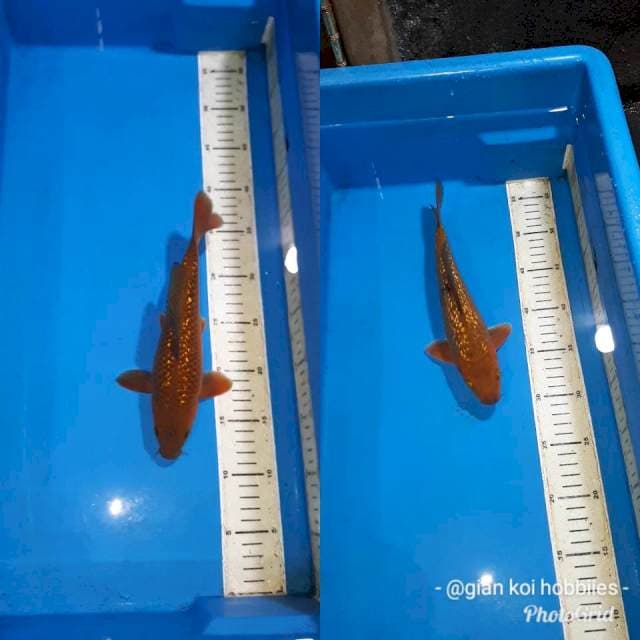 CHAGOI TEMBAGA GINDRIN 25&26 CM JANTAN