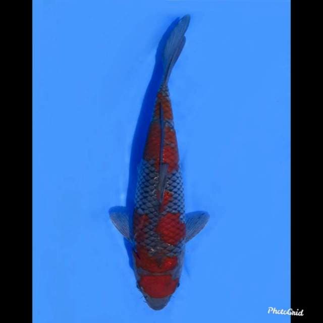 26cm male , Ochiba