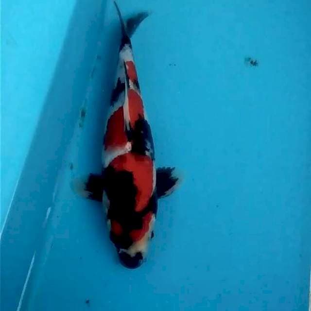 Showa 26cm Male