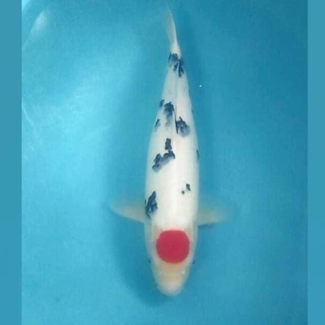 Tancho Sanke, 48 cm