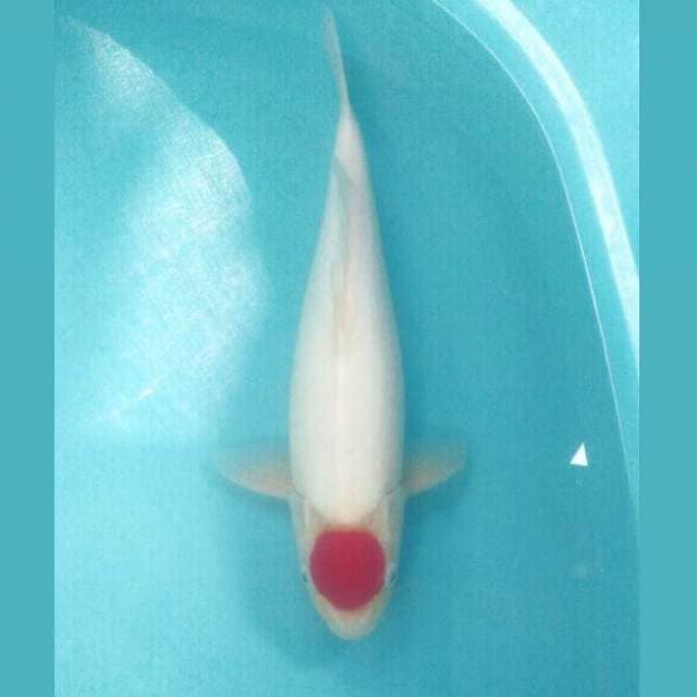 Tancho Kohaku, 44 cm