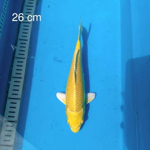 Yamabuki ogon Damiri