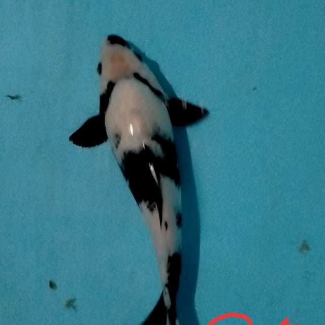 Siro bocor