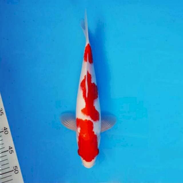 Kohaku