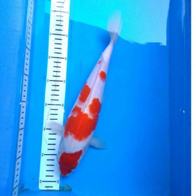Kohaku Red strong