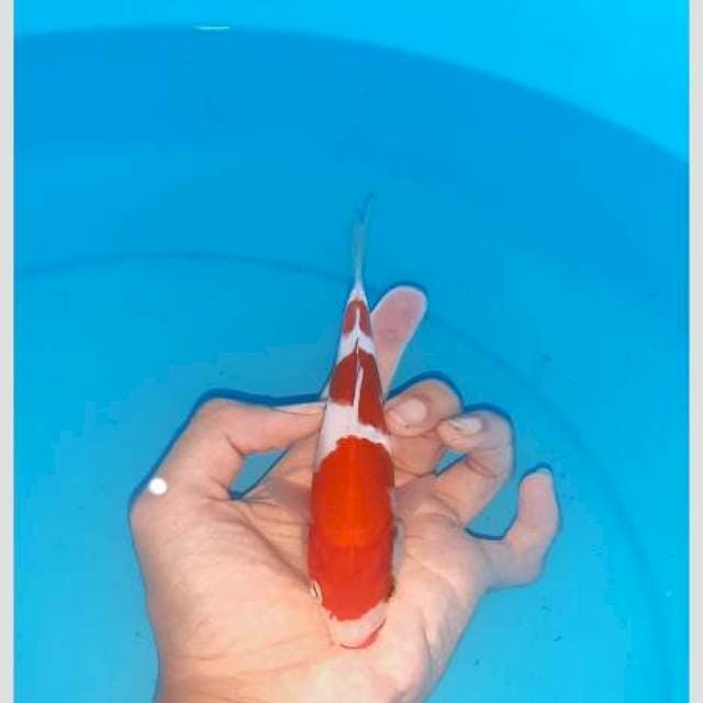 Super kohaku kuchibeni bulky 20bu