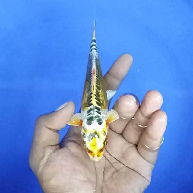 Kiki / 15 cm