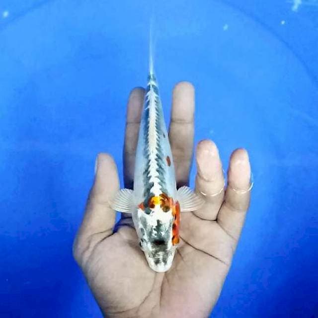 kujaku doitsu / 18 cm