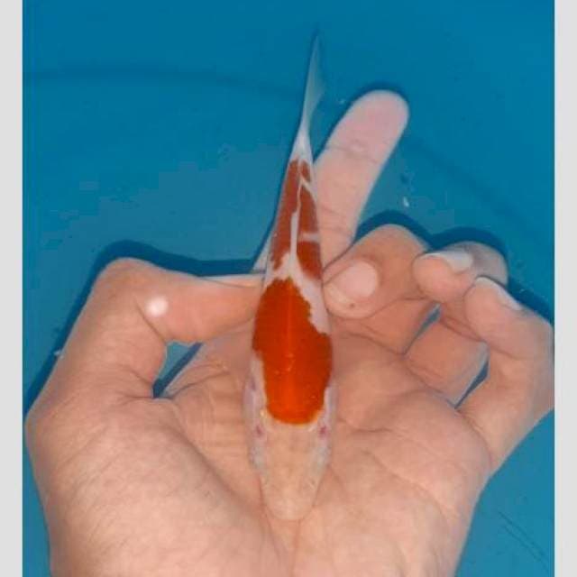 Cabe 15cm kohaku keren