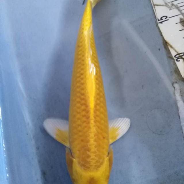 Yamabuki ogon
