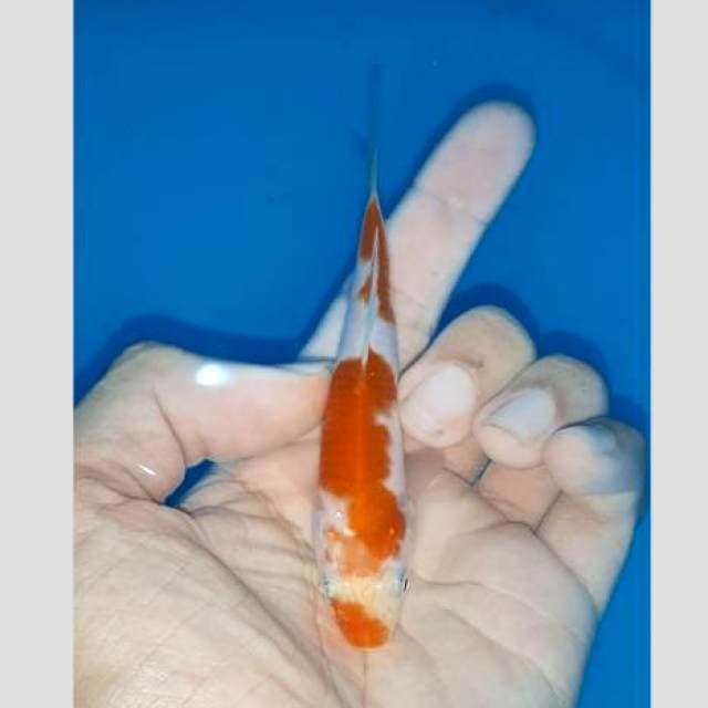Kohaku 15bu good