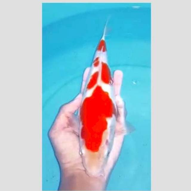 Kohaku 3step bulky (ada minus)