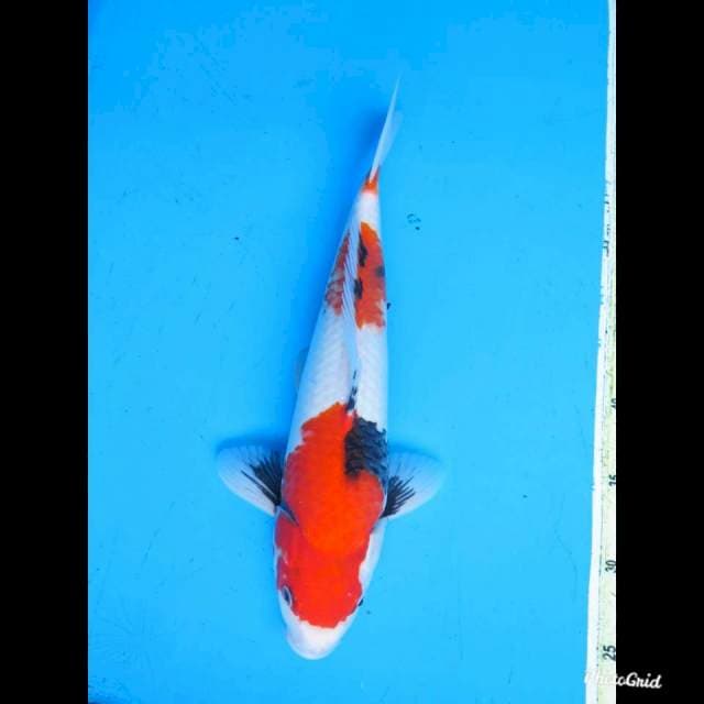 36cm Male , Red Sandan Showa