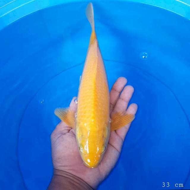 Karasi mata merah 33 cm