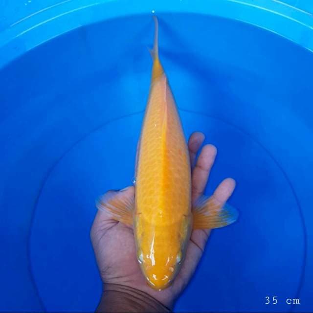 Karasi mata merah 35 cm