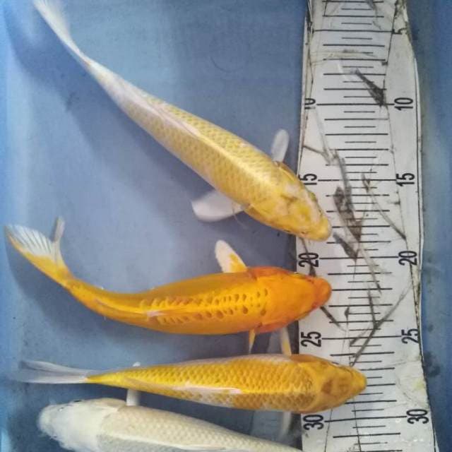 Hariwake, platinum, matsuba doith