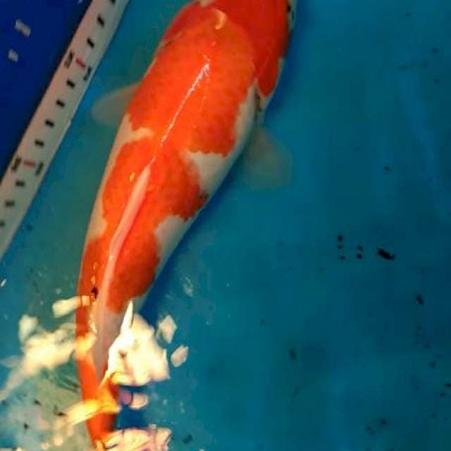 showa 29cm