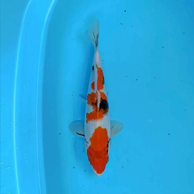 Showa 35 cm