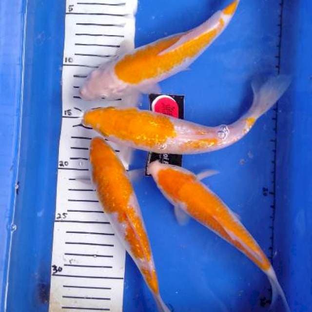 Koyo matmerah 20-23cm