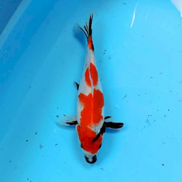 Showa 30 cm