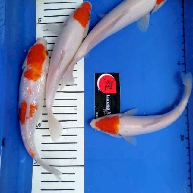 Bahan 18-23 cm