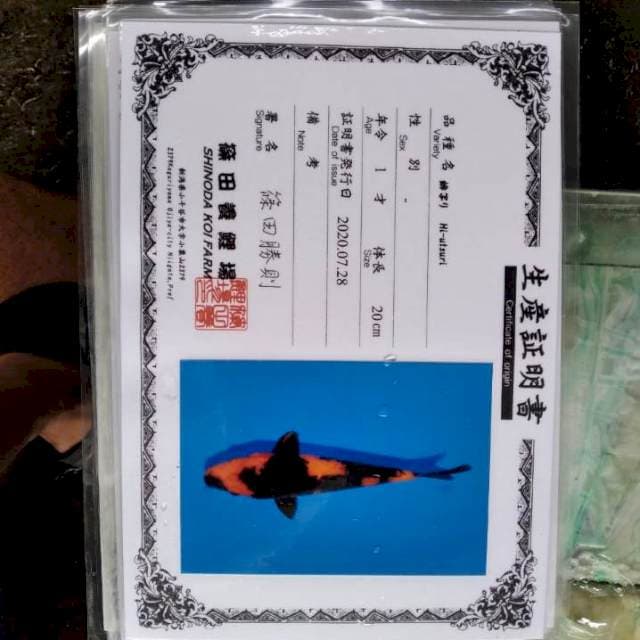 Import shinoda hii utsuri