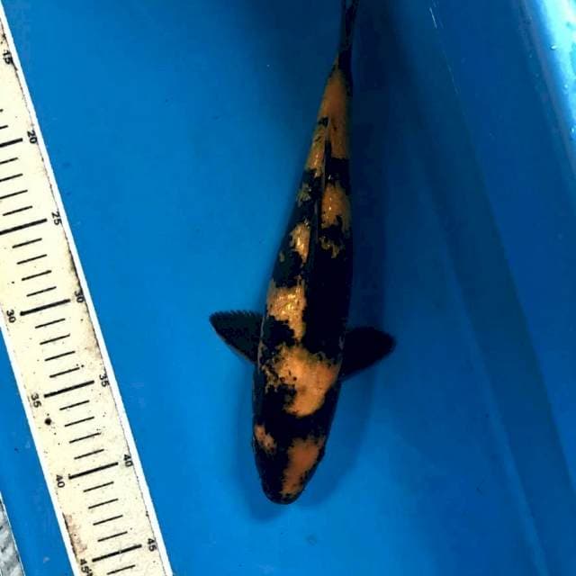 Hi Utsuri Ginrin, 32 cm