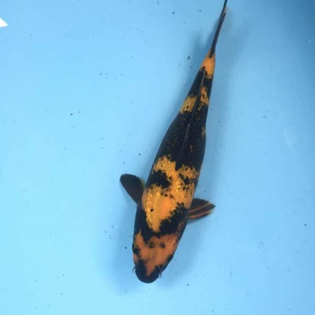 Hi Utsuri Ginrin, 28 cm