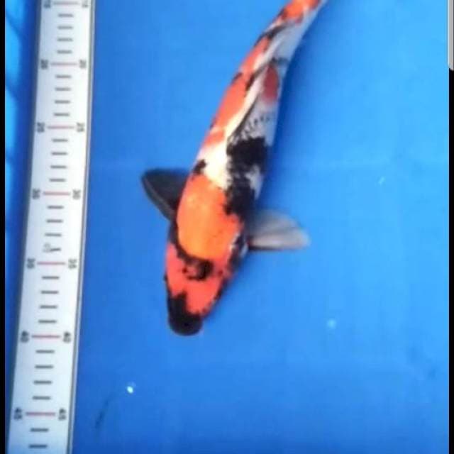 Showa Male 33cm
