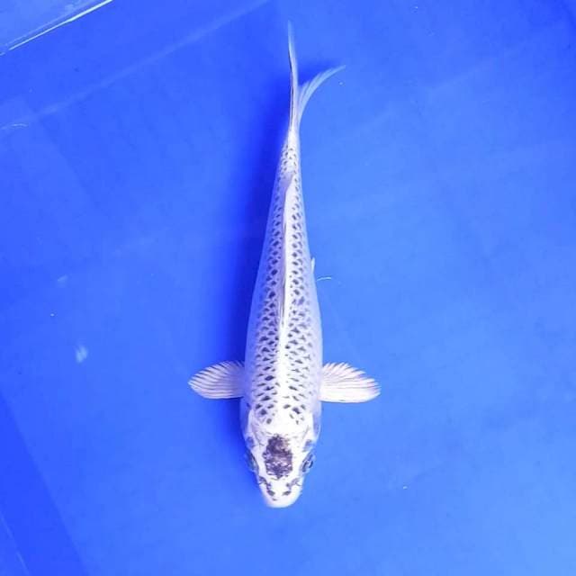 1. Mukasi Perak || 26 cm