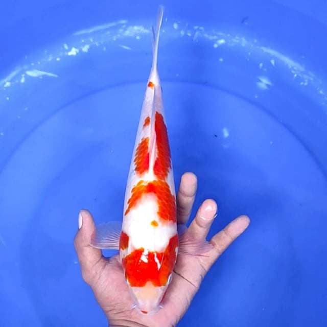 3. Kohaku || 32 cm