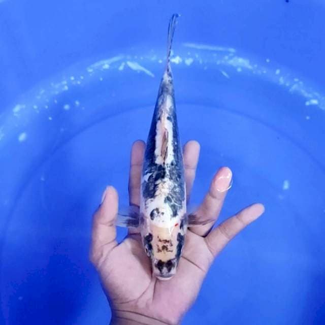 6. Kumon Antik || 26 cm || Jantan