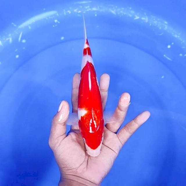 8. Kohaku 2 step || 23 cm