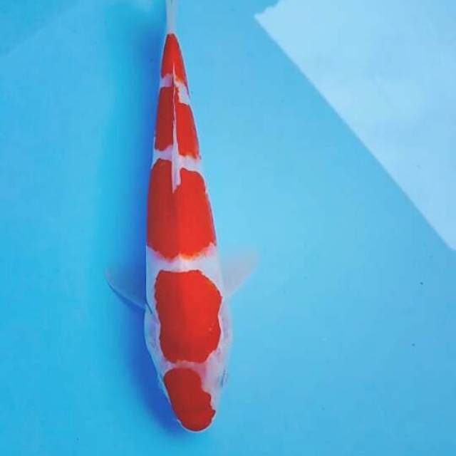 Kohaku 22cm