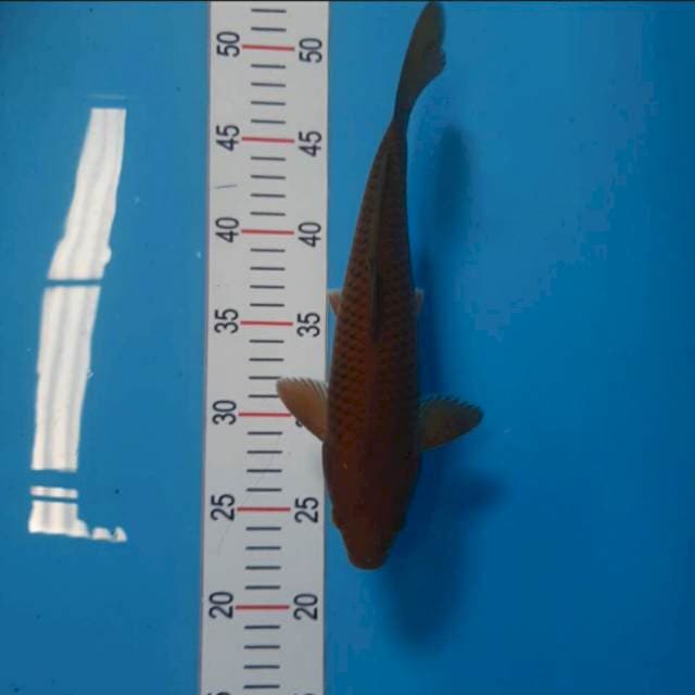 Cagoi tembaga 25cm