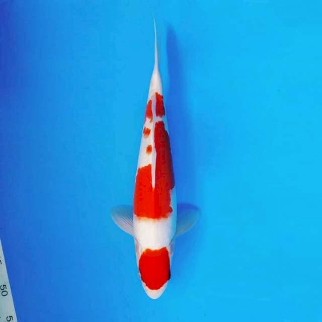 ANIME 5 - Kohaku ®