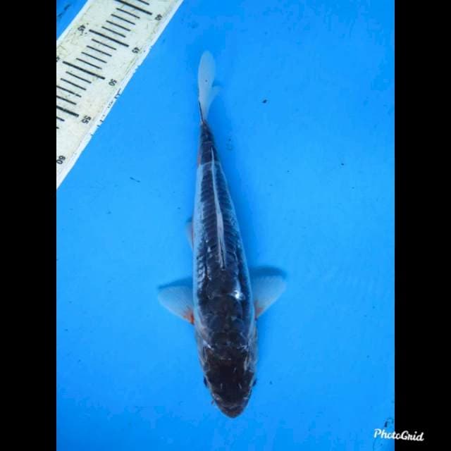 36cm fml , Kawarimono Langka