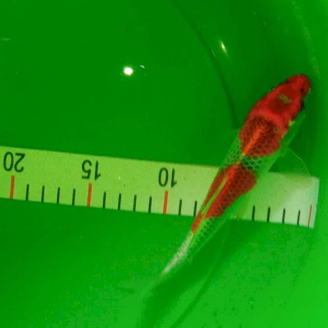 Kujaku merah merona, 19cm ring rapi+ tegas