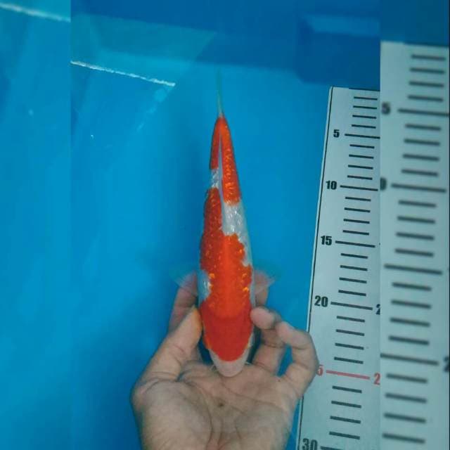 Bid 5rb