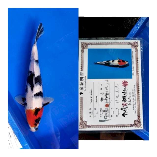 T Showa ISA koi farm