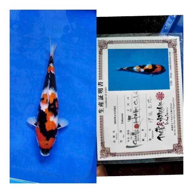 Showa ISA koi farm