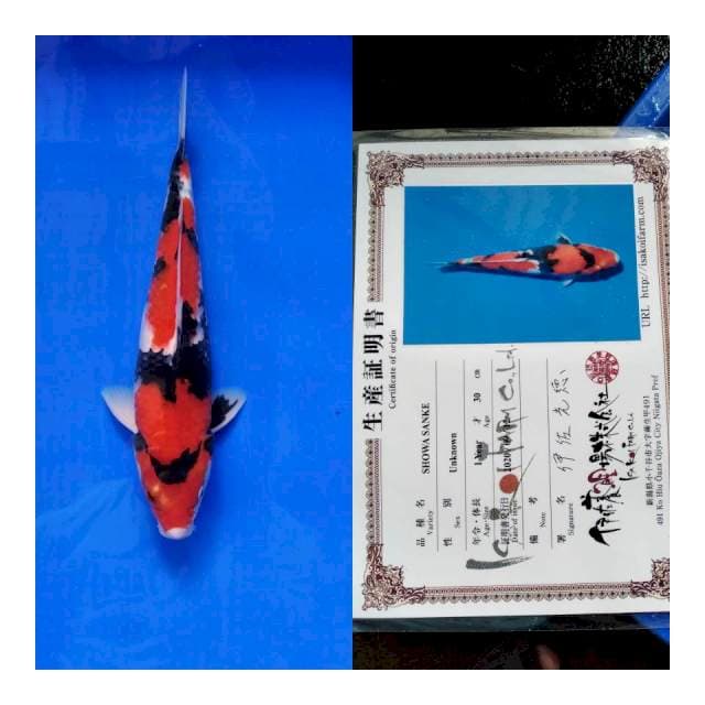 Showa ISA koi farm