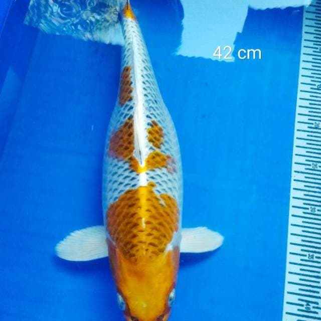 Kujaku talenta good pattern & skin