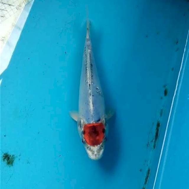 Tancho 19cm