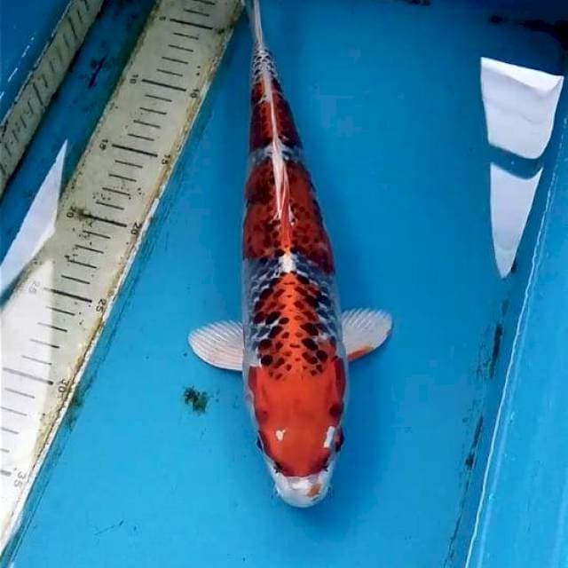 Kujaku 33cm Male