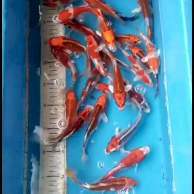 Paket 25ekor 13-15cm