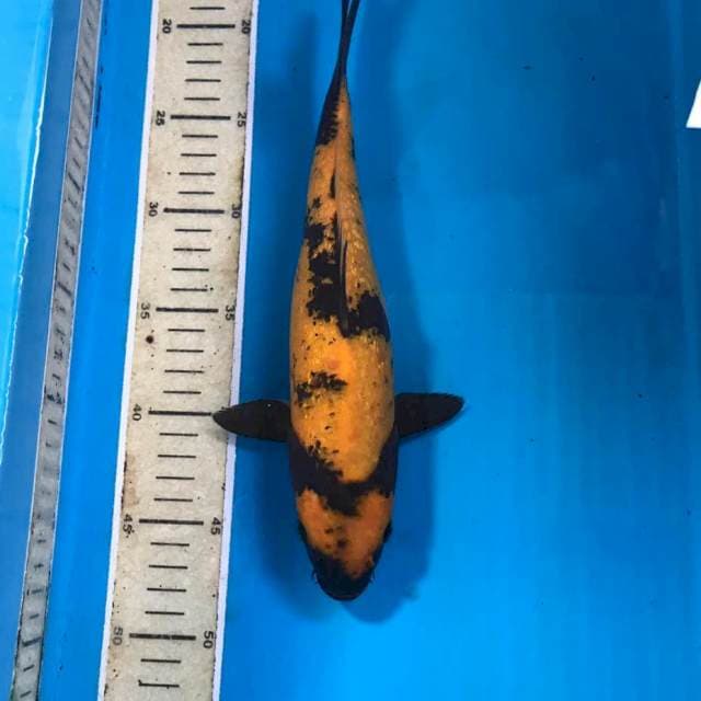 Hi Utsuri Ginrin, 29 cm