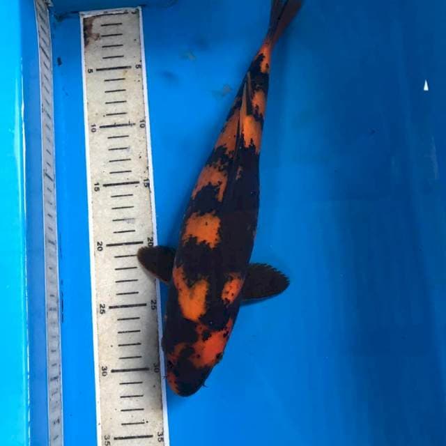 Hi Utsuri, 34 cm