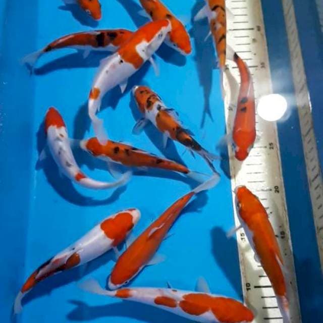 SANKE KOHAKU 13-17 CM