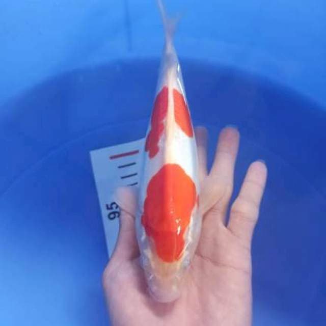 kohaku doit 21cm